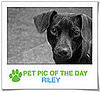 Pet Pics on PetSugar 2009-04-20 09:00:33