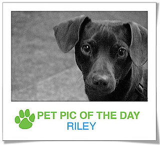 Pet Pics on PetSugar 2009-04-20 09:00:33