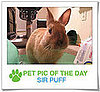 Pet Pics on PetSugar 2009-04-14 09:00:26