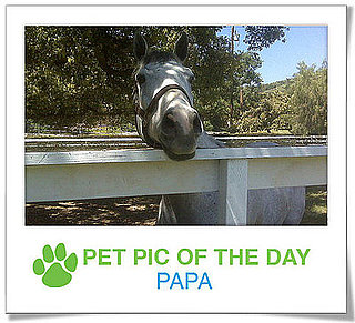 Pet Pics on PetSugar 2009-04-16 08:45:41