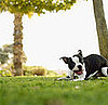 Petsugar's Weekly Recap Quiz 2009-04-25 02:00:00