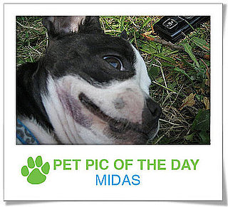 Pet Pics on PetSugar 2009-04-27 09:00:44