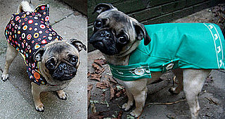 Sugar Shout Out: Stylish Eco Friendly Coats For Your Pets