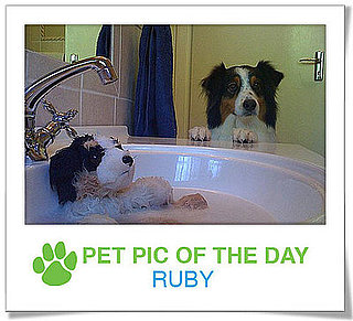 Pet Pics on PetSugar 2009-04-28 09:00:11