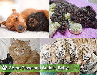 Sugar Shout Out: Get Close With These Cuddly Animals!