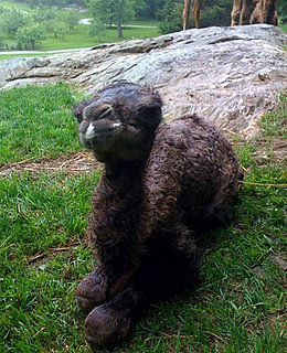 Martha Twitters About Neighbor's Newborn Camel
