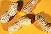 Possible Cure For Peanut Allergy Found