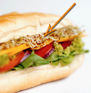 Alfalfa Sprouts Linked to Salmonella 