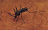 Which Creepy Crawlies Can Make You Sick?