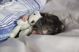 Cute Alert: Rat Snuggles With Teeny Tiny Stuffed Animal
