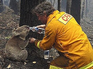 Video of Firefighter Giving Thirsty Koala Water