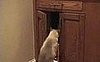 Cat Burglar Strikes Again!
