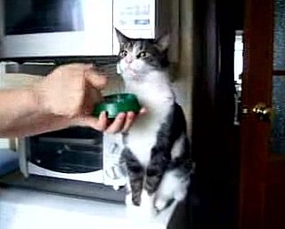 It's a Bird, It's a Plane . . . It's Zombie Cat!