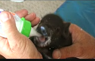 Kingsford the House Piglet
