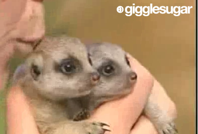 Cute Alert: A Sydney Zoo Welcomes Baby Meerkats!