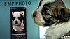 Cute Alert: Check Out the Puppy Photo Booth!