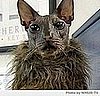 Ugly Bat Boy the Ugly Cat
