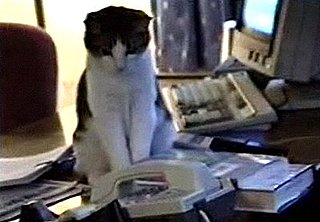Why Cats Make Bad Secretaries