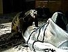 Shoe to Tiny Turtle: I'm Just Not That Into You