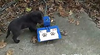 Puppy Uses Puppy Fountain