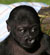 Hasani, the Newly Named Baby Gorilla at the San Francisco Zoo