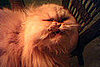 Cute Alert: Grumpy Cats Who Just Woke Up