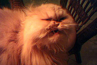 Cute Alert: Grumpy Cats Who Just Woke Up