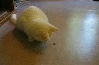Cute Alert: Cat Goes Ninja on a Helpless Fly