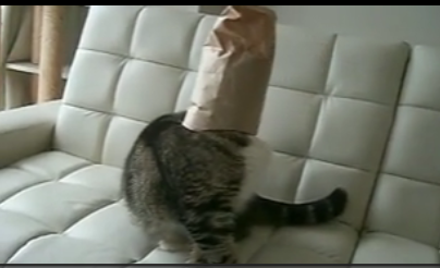 Cat Loves Putting a Bag Over Its Head