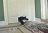 Cat Brings in a Special Friend