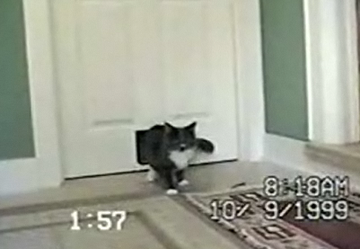 Cat Brings in a Special Friend