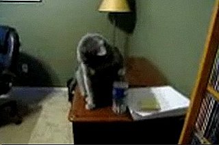 Cute Alert: Cat Basketball