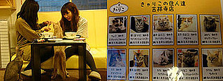 Cute Alert: The Calico Cat Cafe in Tokyo