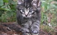 Happy Caturday! Happy Caturday!