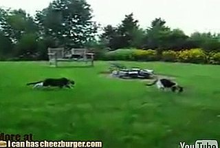 When Ninja Cats Attack