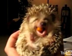 Cute Alert: Baby Hedgehog Eats a Carrot
