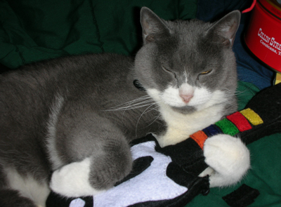 Cat Geek toys