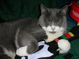 Best Videos of Cats Playing With Gadgets