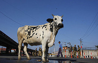 India to Introduce Cow Urine Beverage