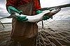 Commercial Salmon Season Is Banned For a Second Year