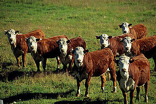 Poll: Should Meat Be Seasonal?