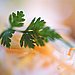 Chervil
