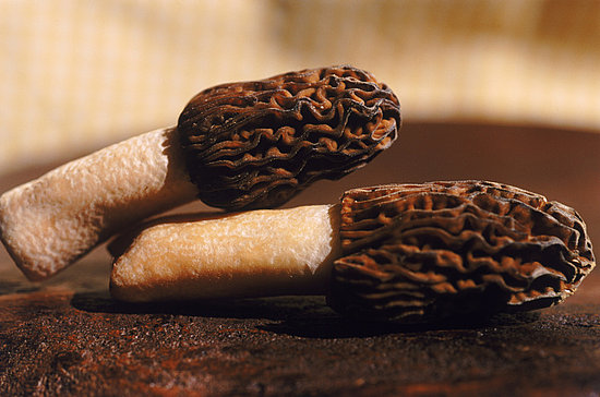Morels Morels