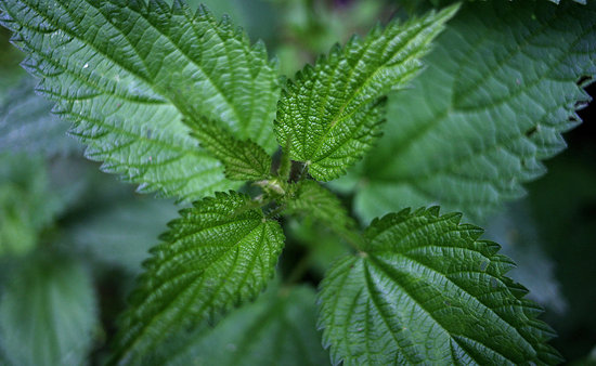 Stinging Nettles Stinging Nettles