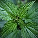 Stinging Nettles
