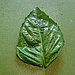 Start with individual clean, dry leaves that are free of any stems or buds. 