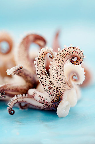 Squid Squid