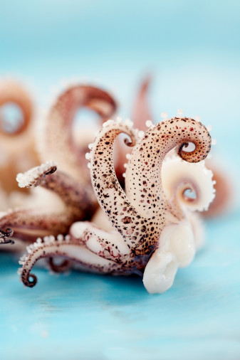Squid Squid