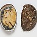 Abalone