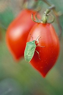 Are You Willing to Accept the Occasional Bug in Produce?
